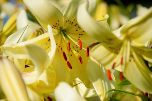 ������ ������� � ������