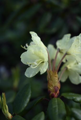 ����������� ����������