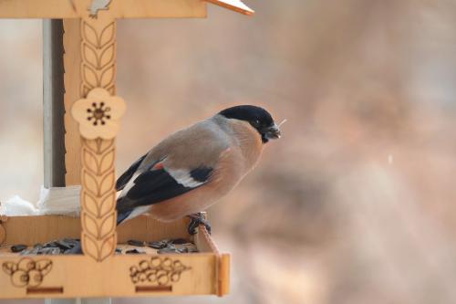 �� ��������. 