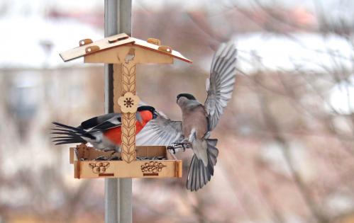 �����������. 