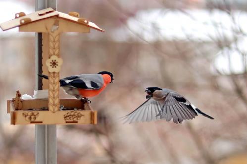 ���������. 