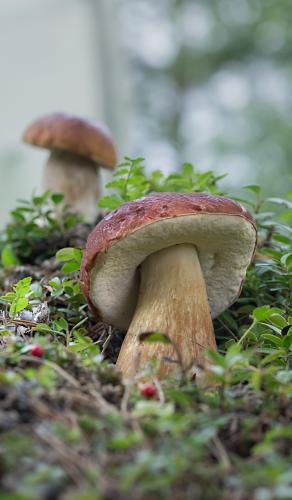 ����� �����...