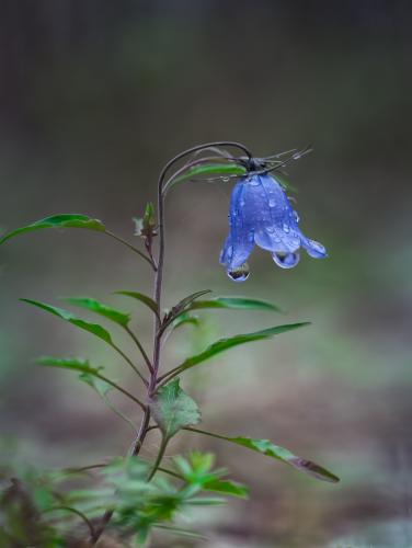 ����������� ����� �����...