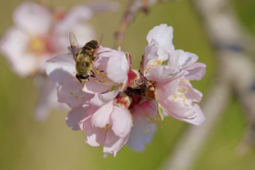 ����� �������