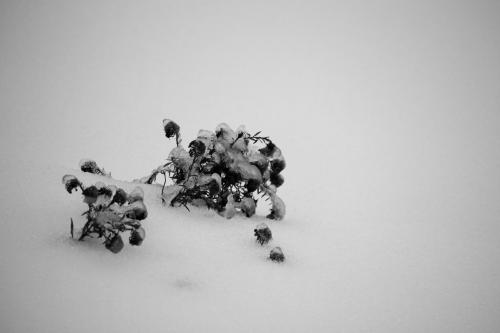 � �������� ����