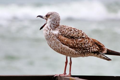 �������. 