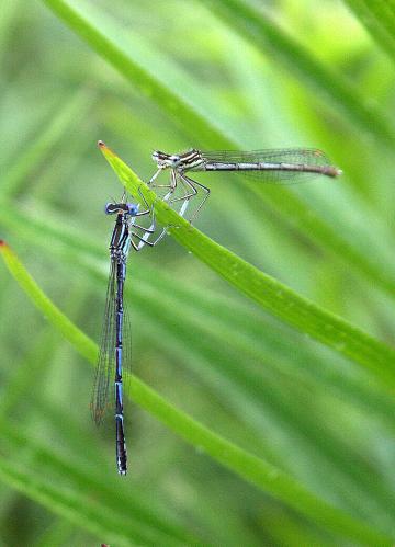 �������� �������