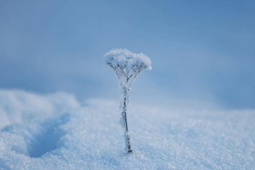 ����������� ��������