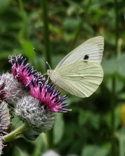 ��������� ������� 