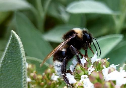 ����� �� ������