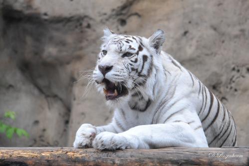 ���� ��������.