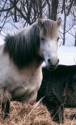 ����� ���������