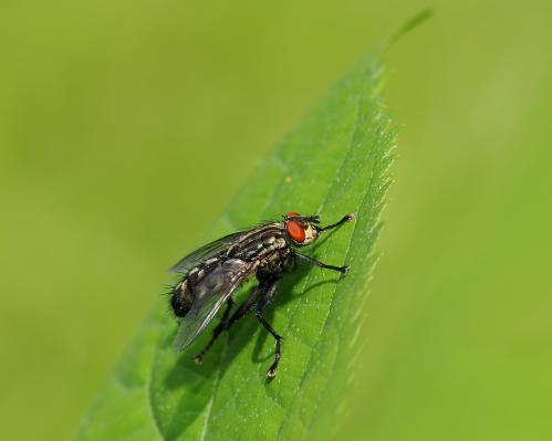 ���� � �������� �������.