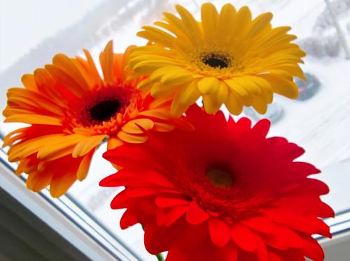 ������ �����