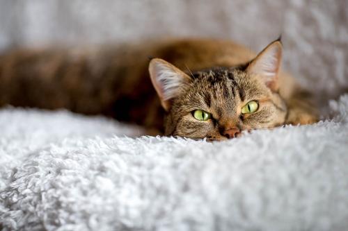 ������ ����� 