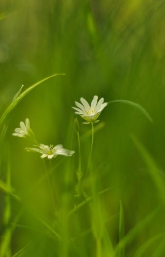 ������ ��������