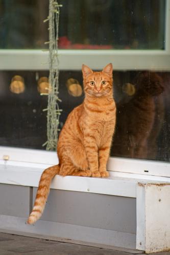 ����� ������