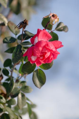 ����������� ����