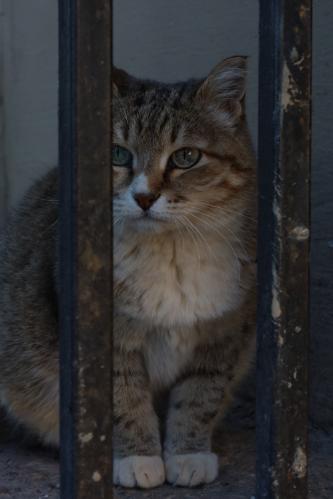 ���������� ��������