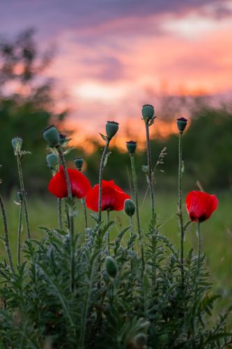 ���� �� ������