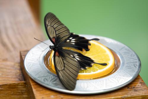 �� ������