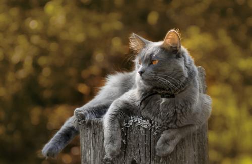 ��� ��� �����...