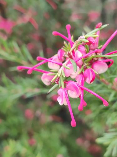 ��������� ����������������