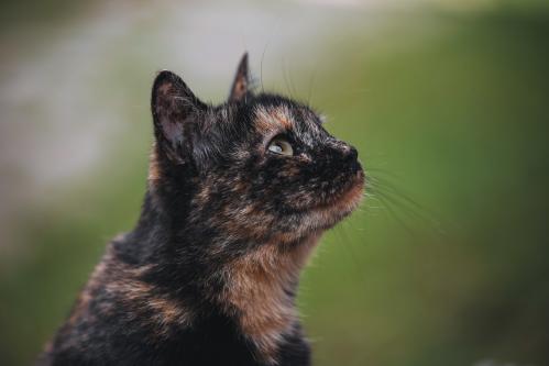 ���������� �����