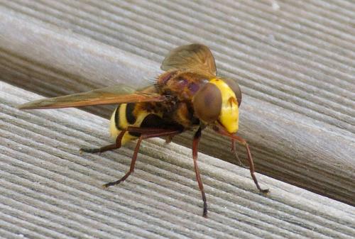 �������� - ��� ���.