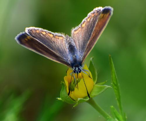 ������� ��������� �� ������� ��������