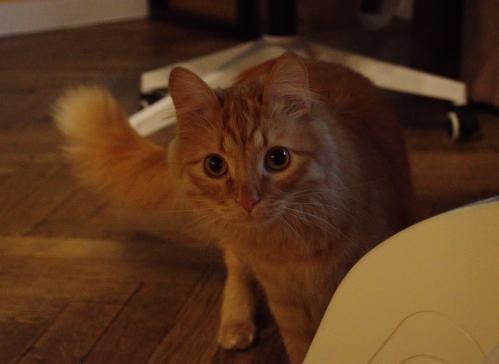 ����� �������