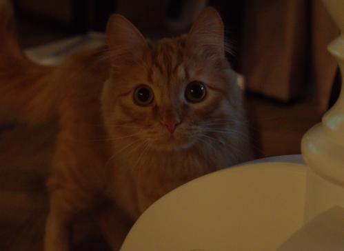 ��� �����