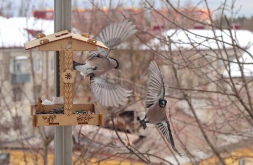 ����� �������. 