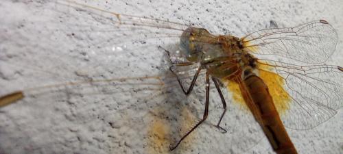 ������ ����