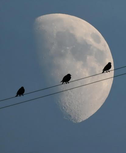 ������ ����� ��������