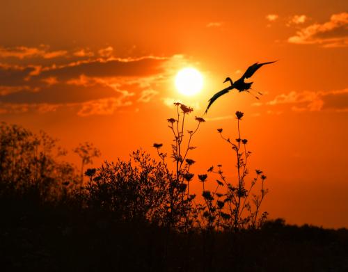 ������� ��� 