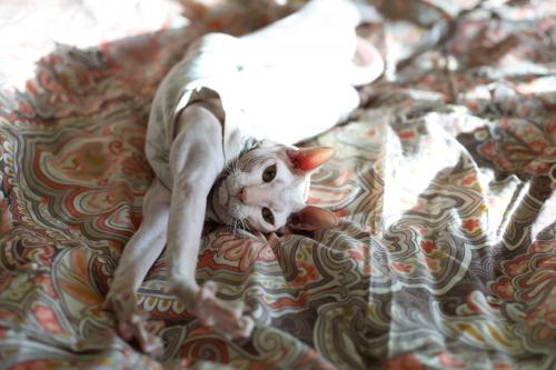 ������ ����