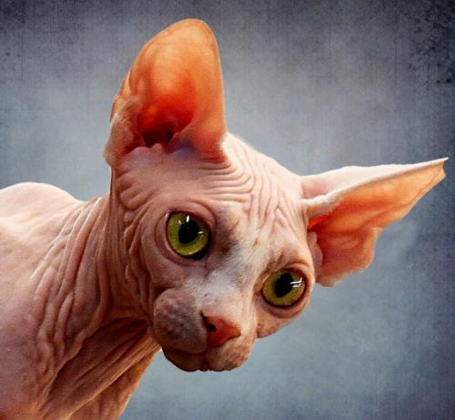 ����������� ������