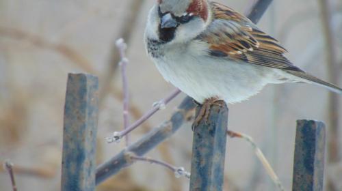 ������� 2