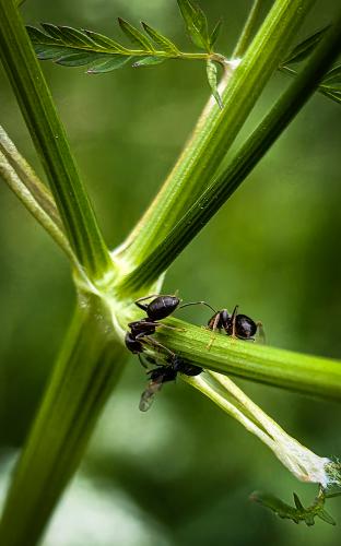 ���������� ����