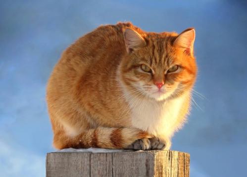 ����� ����������...