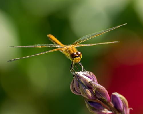 ��������� ��������