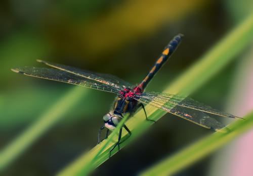 ��������-���������� ���������