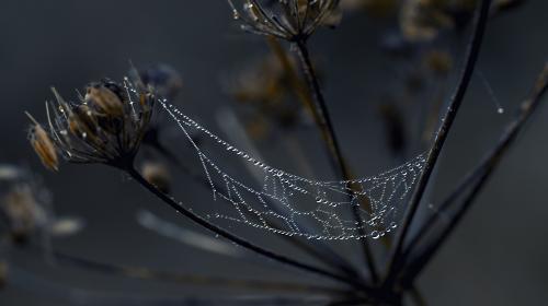 ������� � ���������