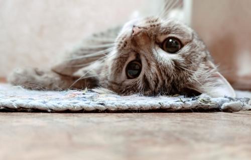 ����� ���������, ��� �� ����� 