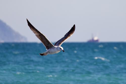 ����� ��� �����