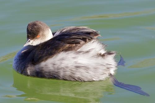 ����������� �������