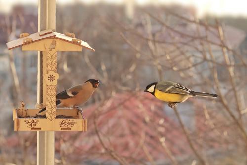 � ��� ������ ����. 