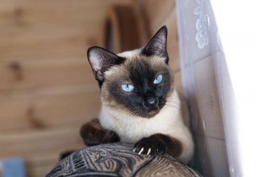 �������� ����.