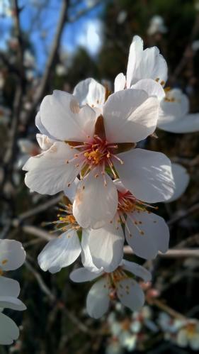 ����� ������� 